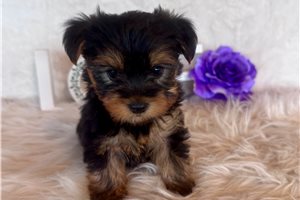 Allegra - puppy for sale
