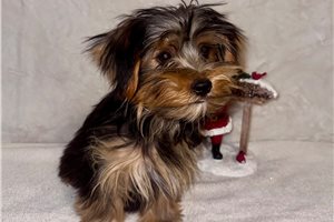 Thad - Yorkshire Terrier - Yorkie for sale