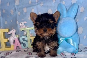 Jaxon - Yorkshire Terrier - Yorkie for sale