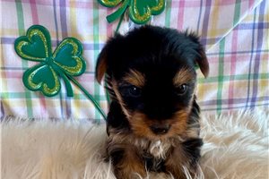Juno - Yorkshire Terrier - Yorkie for sale