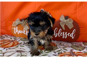 Florence - Yorkie for sale