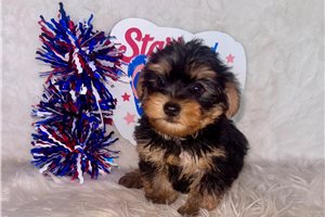 Angus - Yorkshire Terrier - Yorkie for sale