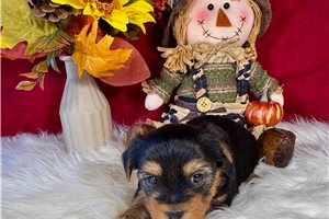 Hunter - Yorkie for sale