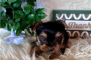 Jezebelle - Yorkshire Terrier - Yorkie for sale