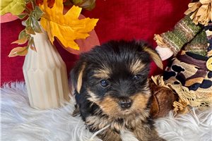 Florence - Yorkie for sale