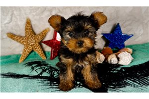 Jillian - Yorkshire Terrier - Yorkie for sale