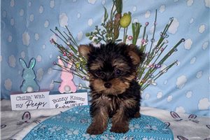 Norris - Yorkshire Terrier - Yorkie for sale