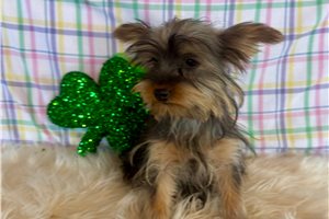 Aris - Yorkshire Terrier - Yorkie for sale