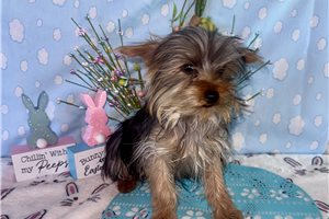 Winston - Yorkshire Terrier - Yorkie for sale