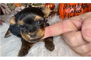 Flossy - Yorkie for sale