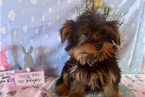 Cyrus - Yorkshire Terrier - Yorkie for sale