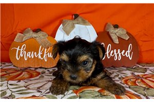 Kinsley - puppy for sale