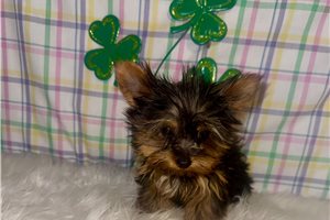 Chestnut - Yorkshire Terrier - Yorkie for sale
