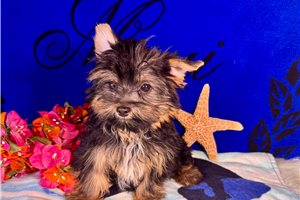 Dale - puppy for sale