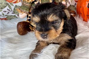 Darby - Yorkshire Terrier - Yorkie for sale