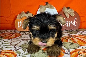 Darris - Yorkie for sale