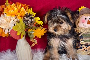 Mojo - Yorkie for sale
