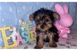 Lois - Yorkshire Terrier - Yorkie for sale