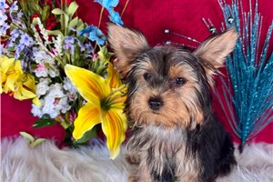 Jillian - puppy for sale