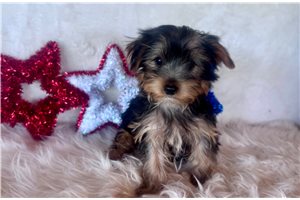 Jinks - Yorkshire Terrier - Yorkie for sale