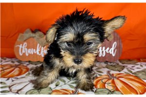 Darby - Yorkie for sale