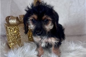Weston - puppy for sale