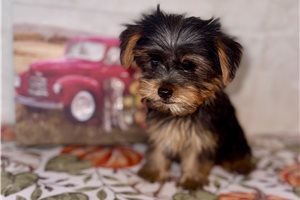 Tori - puppy for sale