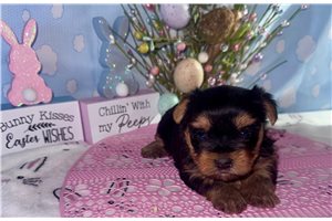 Haylee - puppy for sale