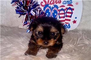 Chester - Yorkshire Terrier - Yorkie for sale