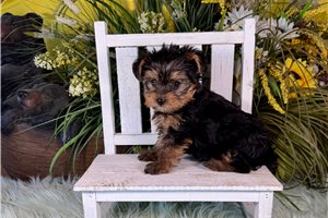 Mojo - Yorkshire Terrier - Yorkie for sale