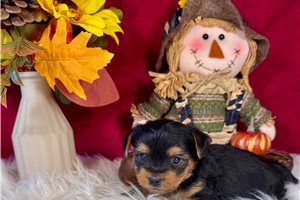 Hitch - Yorkie for sale
