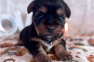 Vinny - puppy for sale