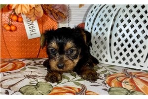 Kris - Yorkie for sale