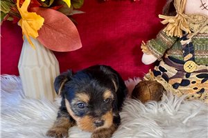 Heather - Yorkie for sale