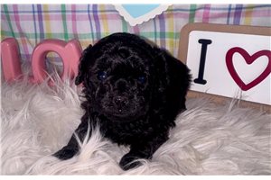 Kelly - Poodle, Toy for sale