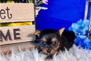 Miranda - Yorkshire Terrier - Yorkie for sale