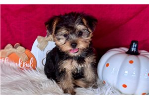 Mojo - Yorkshire Terrier - Yorkie for sale