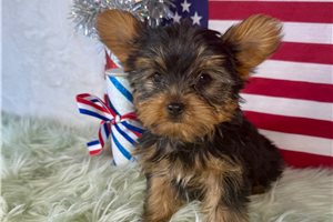 Jillian - Yorkshire Terrier - Yorkie for sale