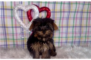 Bambi - Yorkshire Terrier - Yorkie for sale