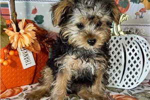 Mojo - Yorkshire Terrier - Yorkie for sale