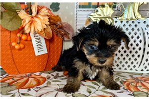 Heidi - Yorkie for sale