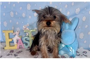 Winston - Yorkshire Terrier - Yorkie for sale