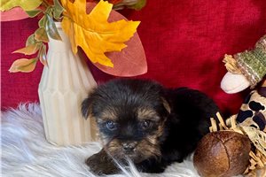 Finley - Yorkie for sale
