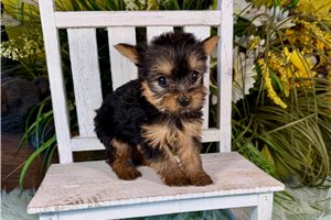 Miranda - Yorkshire Terrier - Yorkie for sale