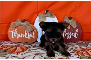 Ford - Yorkie for sale