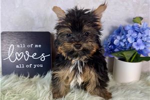Dale - Yorkshire Terrier - Yorkie for sale