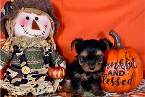 Kricket - Yorkshire Terrier - Yorkie for sale