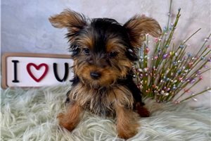 Jezebelle - Yorkshire Terrier - Yorkie for sale