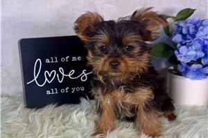 Jezebelle - Yorkshire Terrier - Yorkie for sale