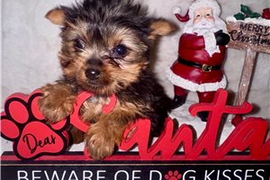 Paige - Yorkshire Terrier - Yorkie for sale